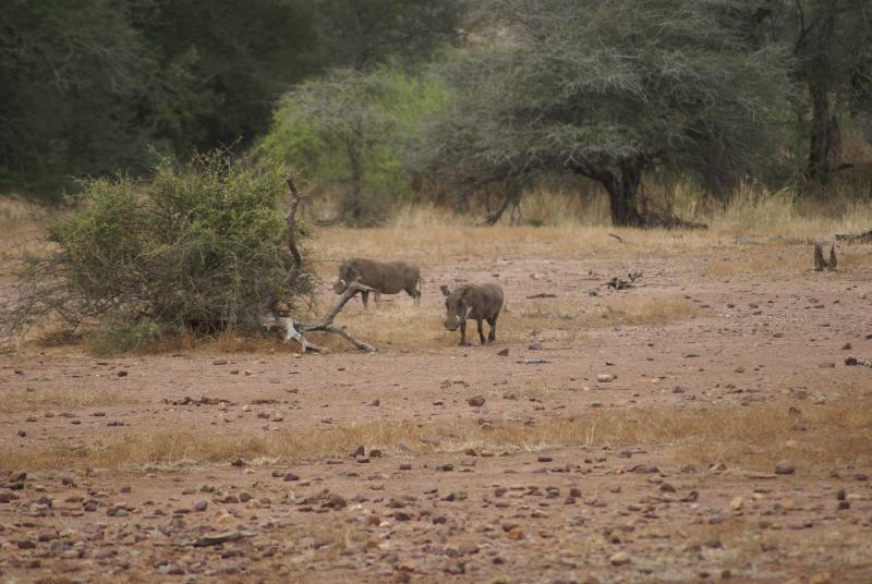 randomWarthog