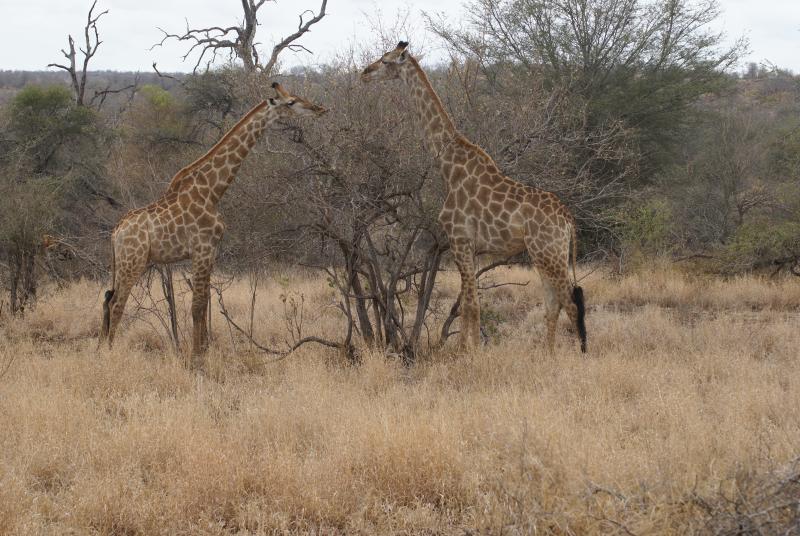 randomGiraffe