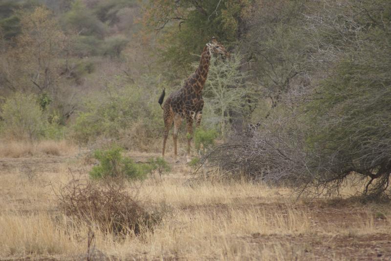 randomGiraffe