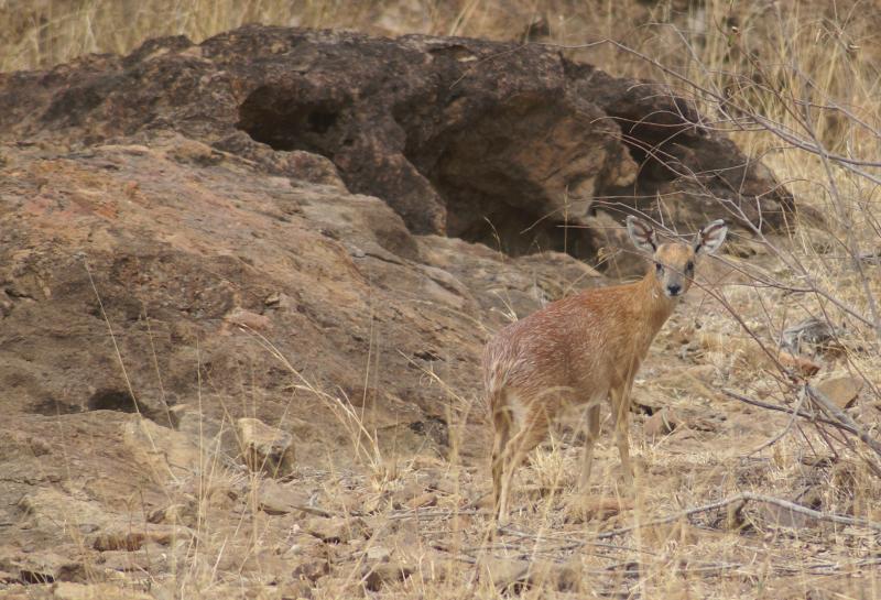 randomSharpe’s Grysbok