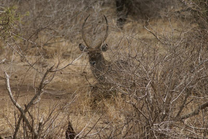 randomWaterbuck