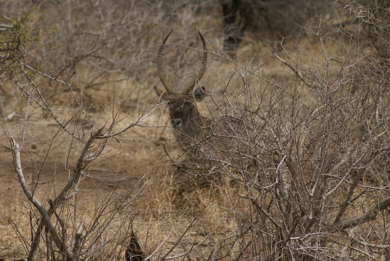 randomWaterbuck