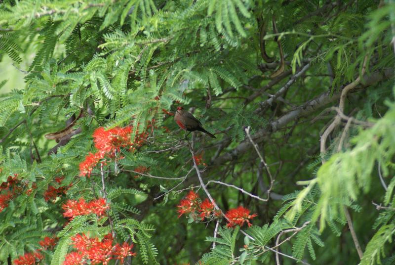 randomRedbilled Quelea