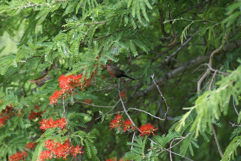 randomRedbilled Quelea