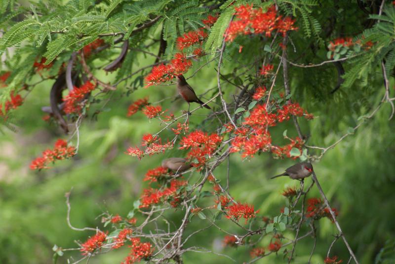 randomRedbilled Quelea