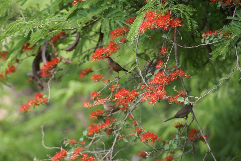 randomRedbilled Quelea