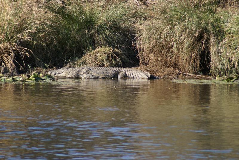 randomNile Crocodile