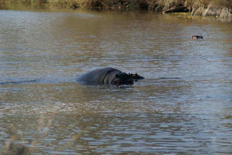 randomHippopotamus