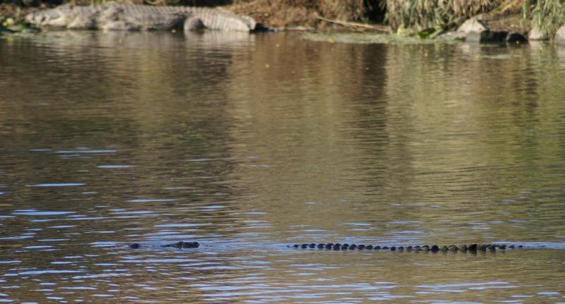 randomNile Crocodile
