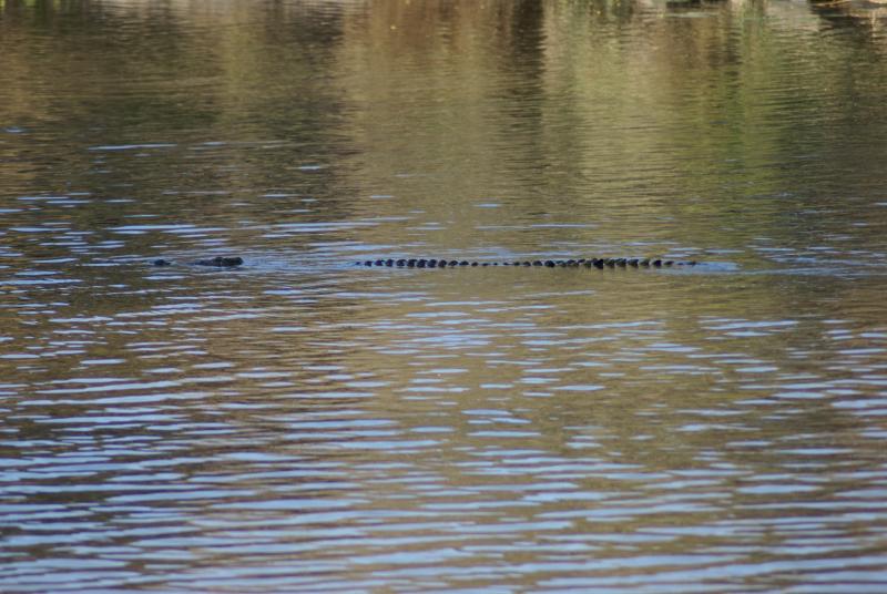 randomNile Crocodile