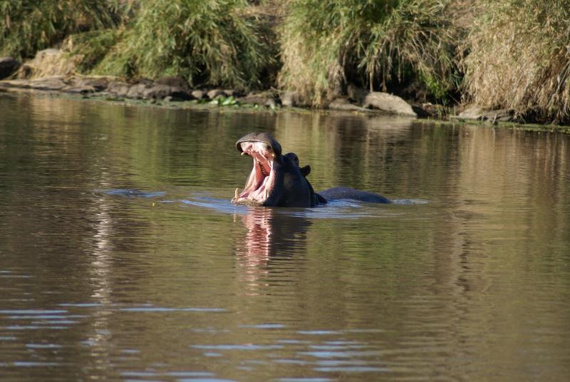 randomHippopotamus