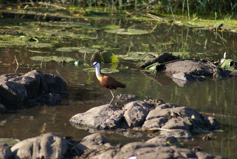 randomAfrican Jacana