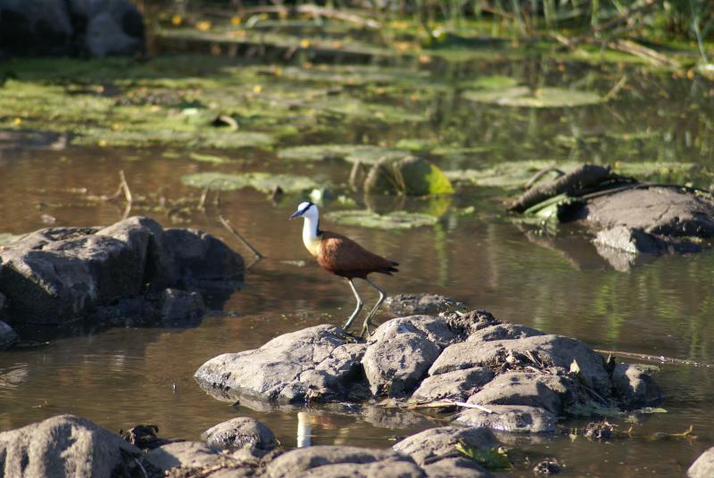 randomAfrican Jacana