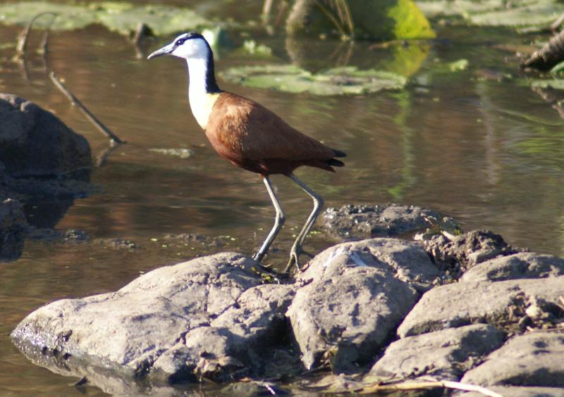 randomAfrican Jacana