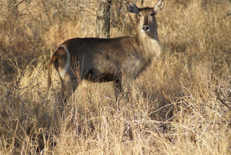 randomWaterbuck
