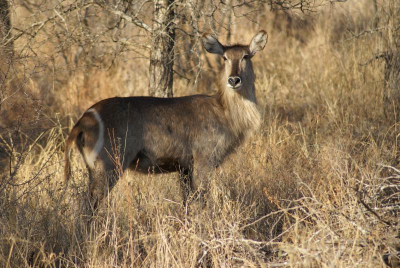 randomWaterbuck