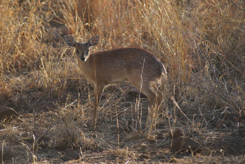 randomSharpe’s Grysbok