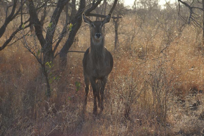 randomWaterbuck