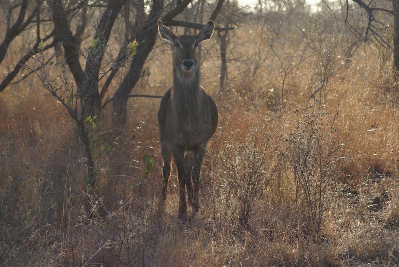 randomWaterbuck