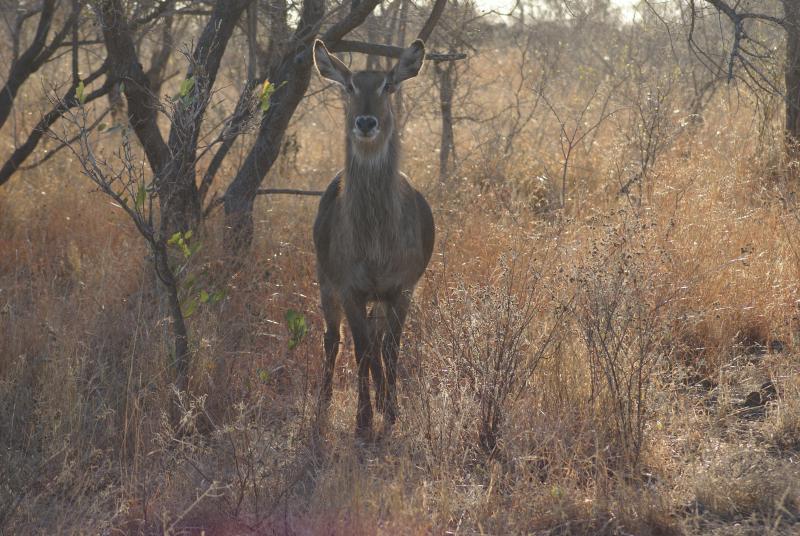 randomWaterbuck