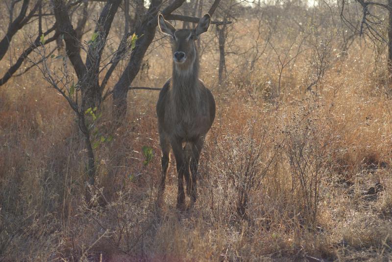 randomWaterbuck