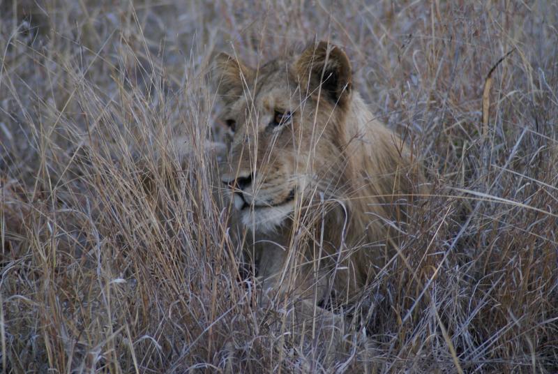 randomLion