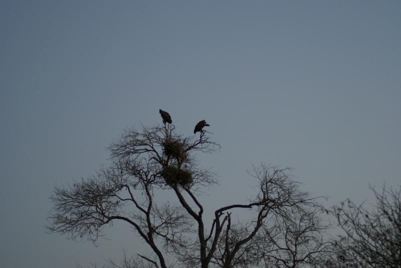 randomWhitebacked Vulture