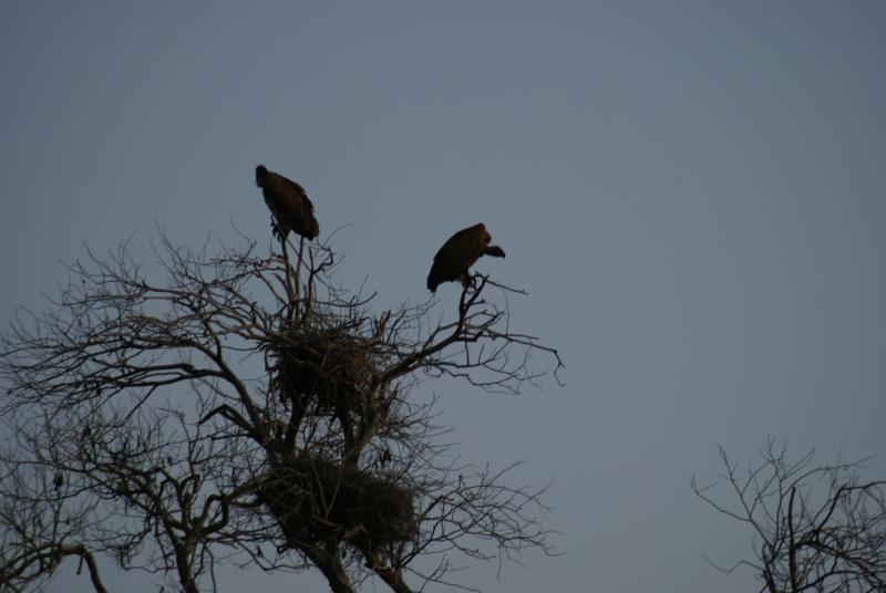 randomWhitebacked Vulture