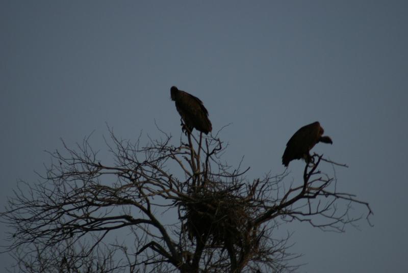 randomWhitebacked Vulture
