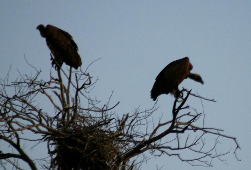 randomWhitebacked Vulture