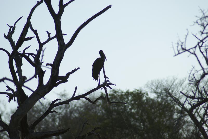 randomOpenbilled Stork