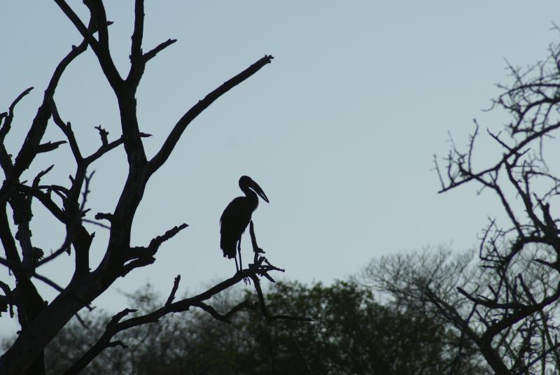 randomOpenbilled Stork