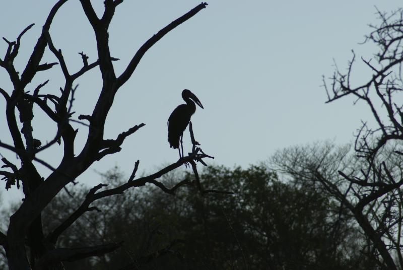 randomOpenbilled Stork
