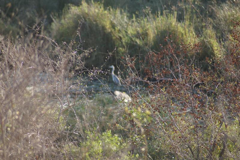 randomGiant Heron
