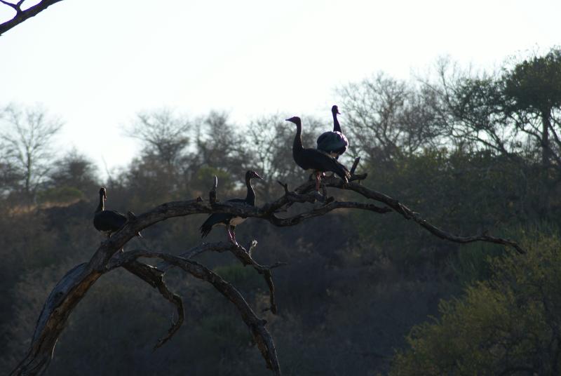 randomSpurwinged Goose