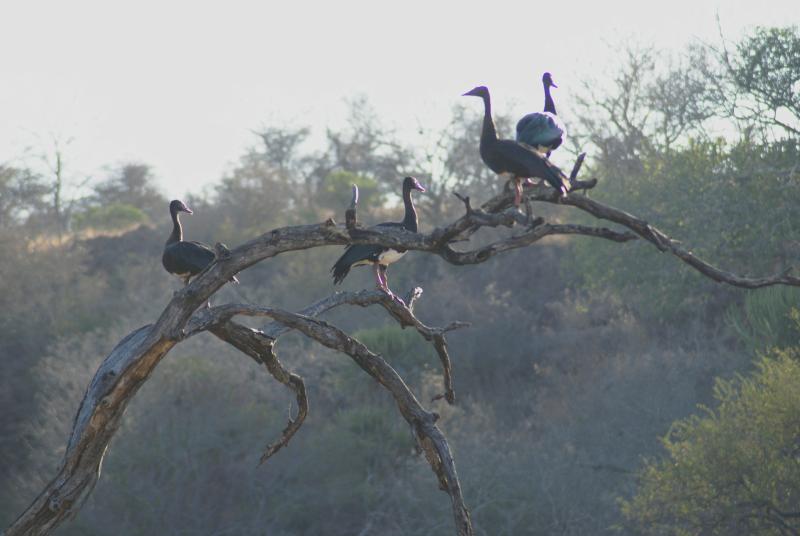 randomSpurwinged Goose