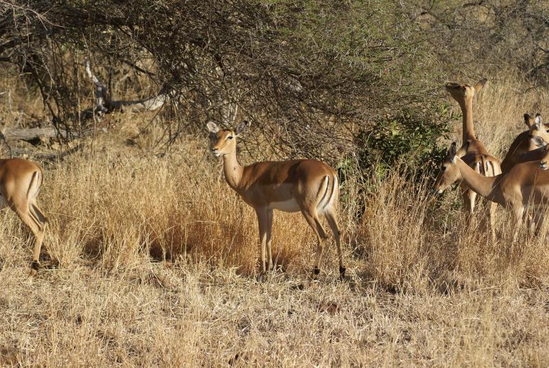 randomImpala