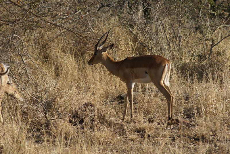 randomImpala