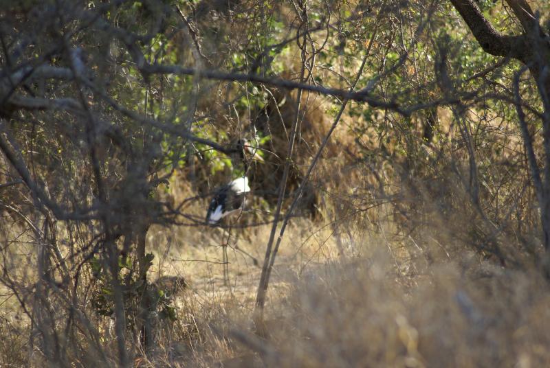 randomSaddlebilled Stork