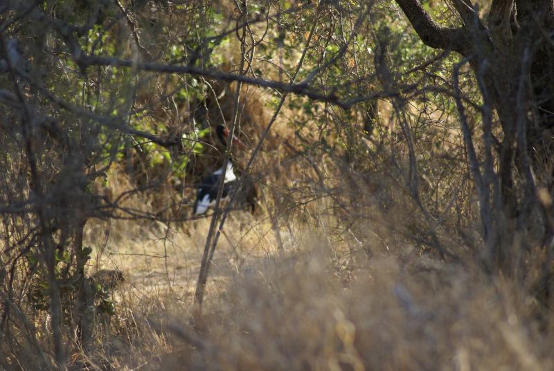 randomSaddlebilled Stork