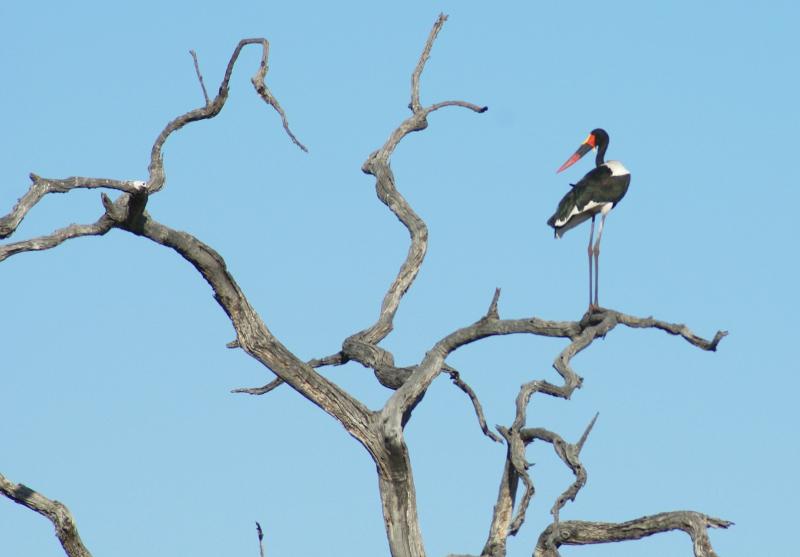 randomSaddlebilled Stork