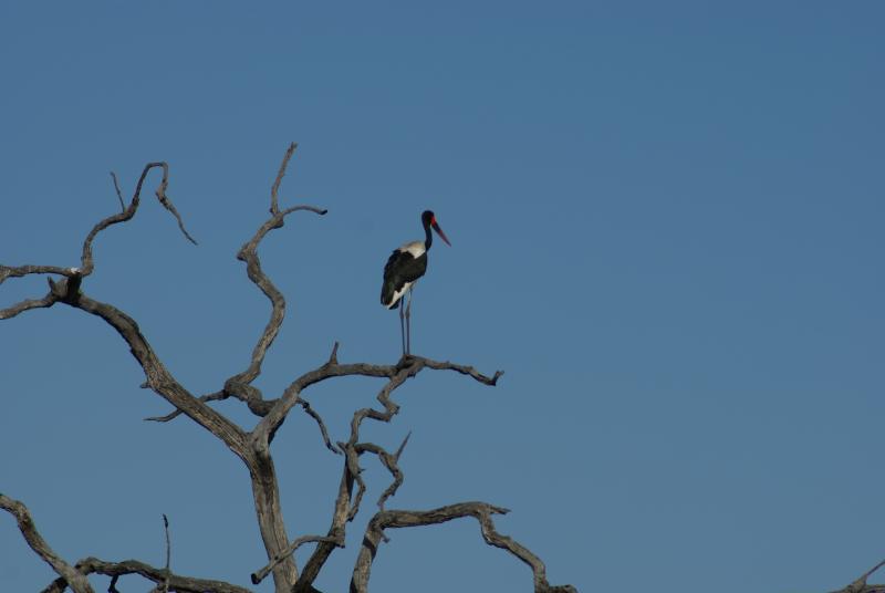 randomSaddlebilled Stork