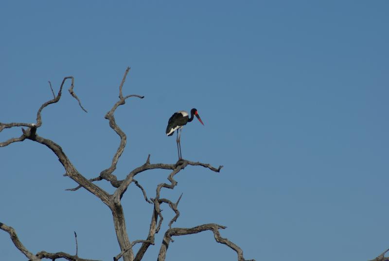 randomSaddlebilled Stork