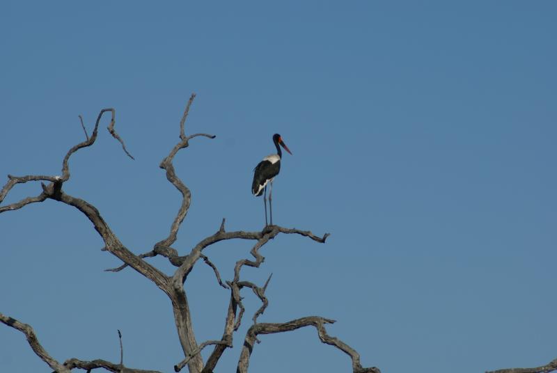 randomSaddlebilled Stork