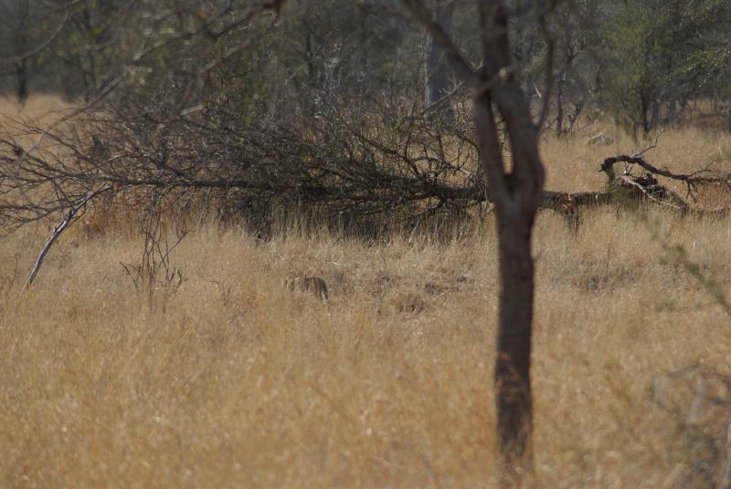 randomAfrican Wild Cat