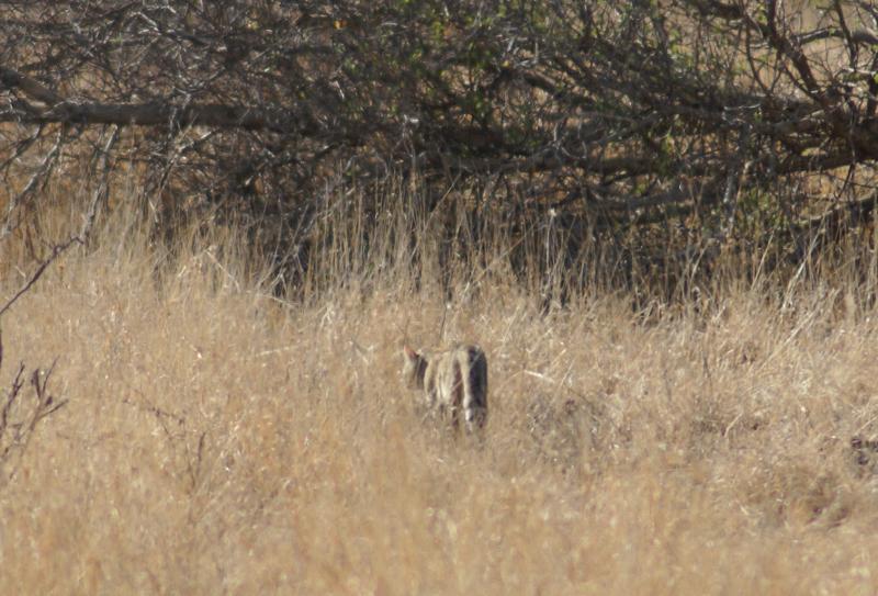 randomAfrican Wild Cat