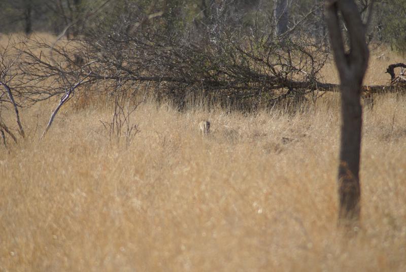 randomAfrican Wild Cat