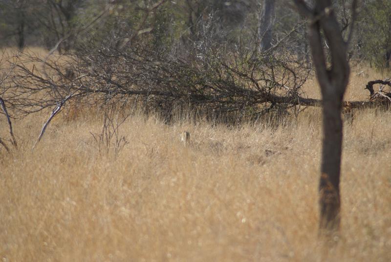randomAfrican Wild Cat