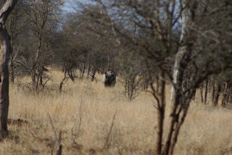 randomBlack Rhinoceros