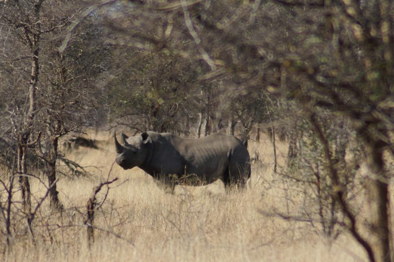 randomBlack Rhinoceros